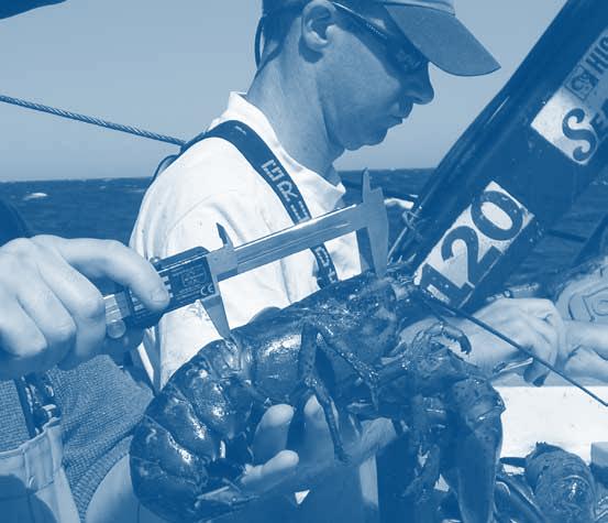 American Lobster In 2008, the American Lobster Management Board continued the development of Draft Addendum XII to provide for fair and consistent implementation of individual trap transferable (ITT)