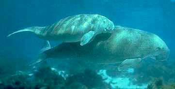 Sirenians dugongs and manatees Herbivores - eat sea grasses Near shore inhabitants of