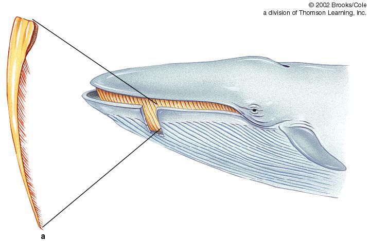 Large mouthfuls of water are filtered through the baleen plates