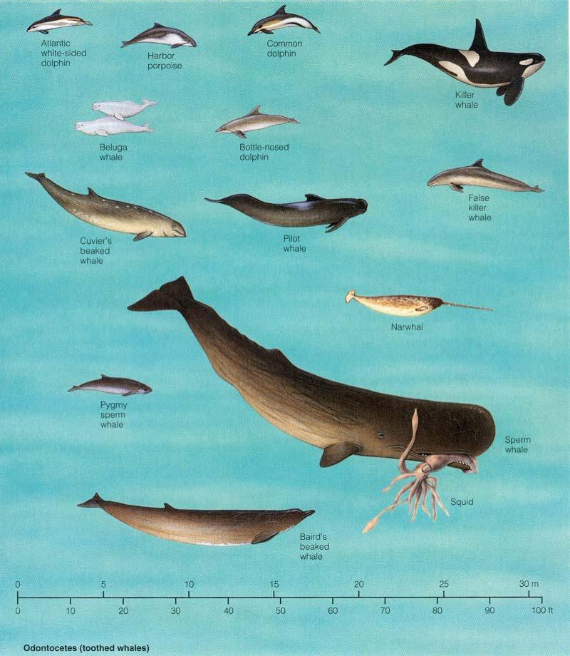 Odontocetes (toothed whales) Carnivores Use squeals chirps