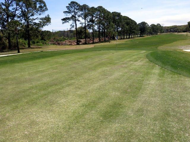 these cultivars. While masked to some degree by the overseeding cover, it was still possible to observe a moderate to high percentage of surface contamination on the putting greens.