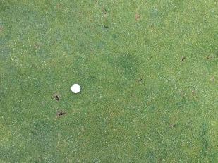Photo Observations and Comments Figure 1: Bird damage is the most visually apparent damage to the greens.