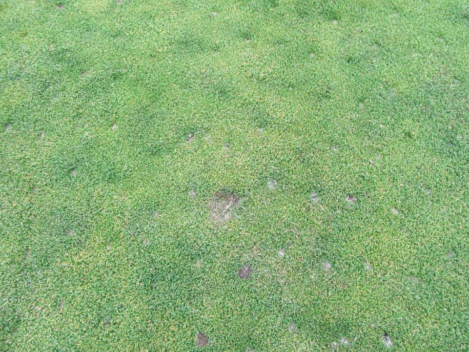 There was at least one un-repaired ball mark