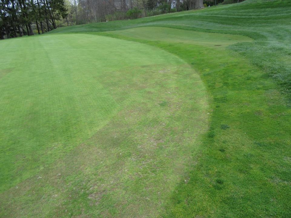 Areas that were sodded with bentgrass are still thin from 2015.