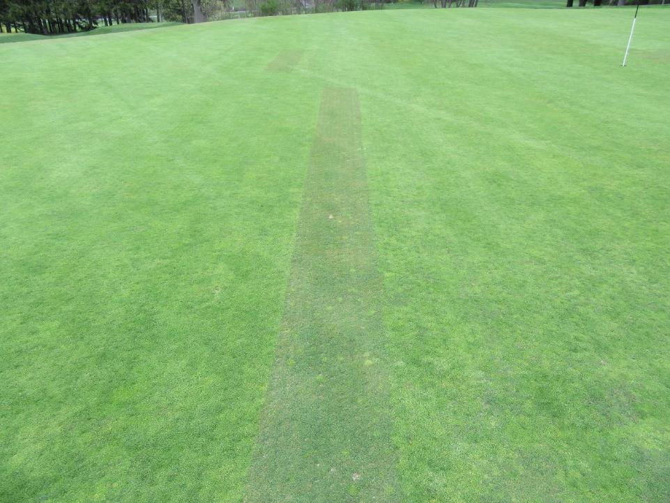 17 green was patched with sod including some bentgrass in spring 2015 after winter kill.