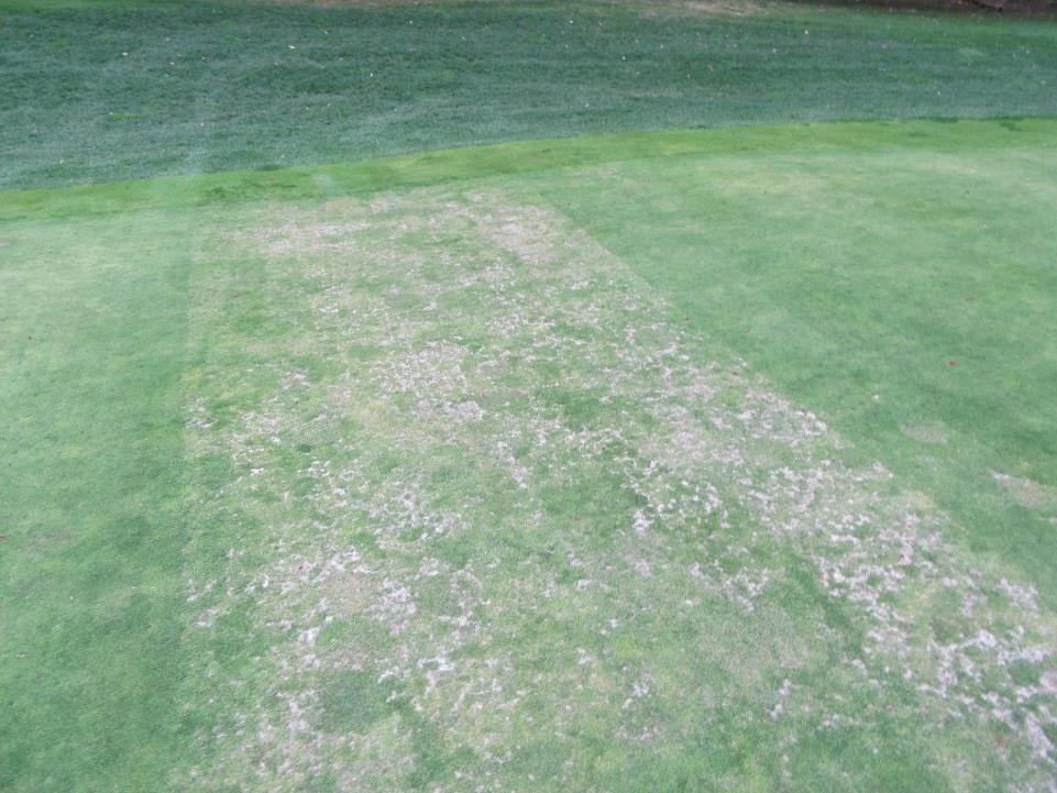Back of 14 Green- Bentgrass sod is still weak.
