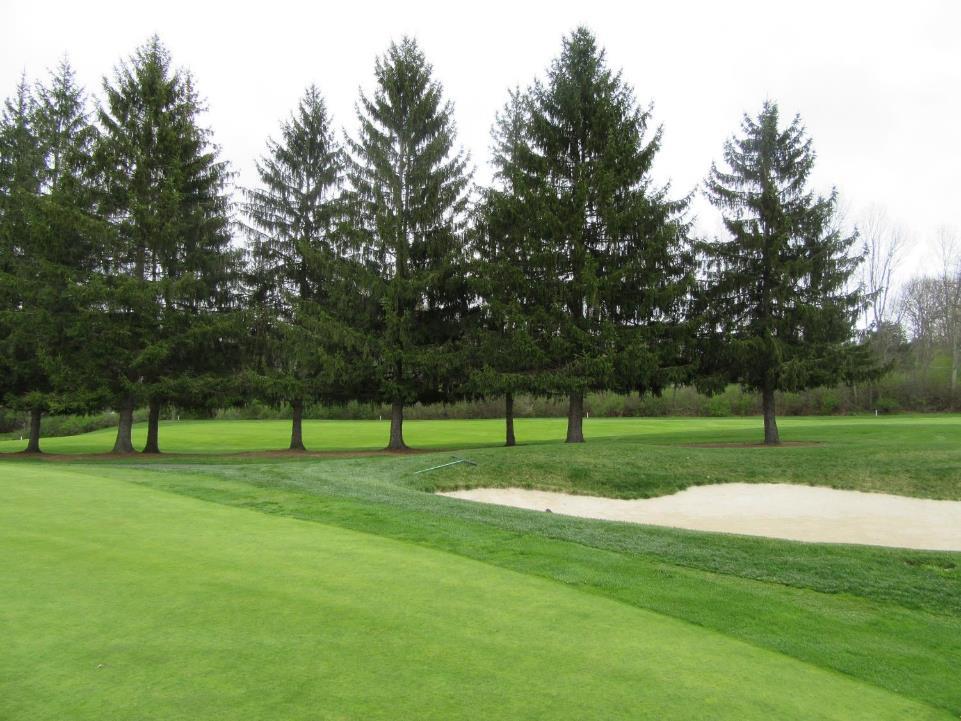 At 17 green, these spruce