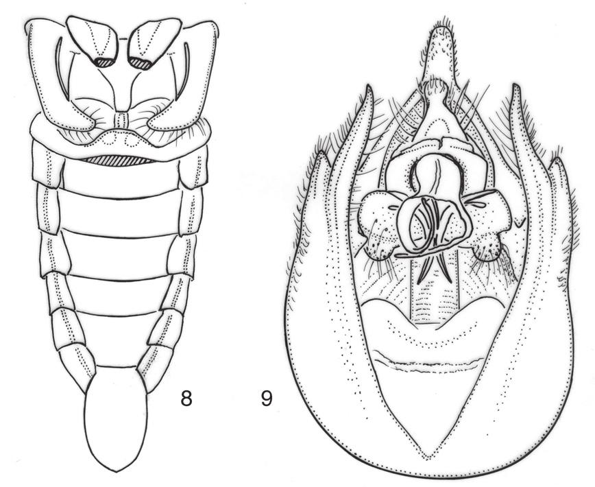 24 Joannes Petrus Duffels / ZooKeys 61: 11 31 (2010) Figure 8 9. Nelcyndana vantoli, holotype. 8 male abdomen in ventral view 9 male pygofer in ventral view. Legs. Yellow-brown to greenish.