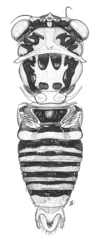 The genus Nelcyndana Stål (Hemiptera, Cicadidae, Taphurini) with description of three new... 27 Figure 11. Nelcyndana mulu, holotype, body in dorsal view.