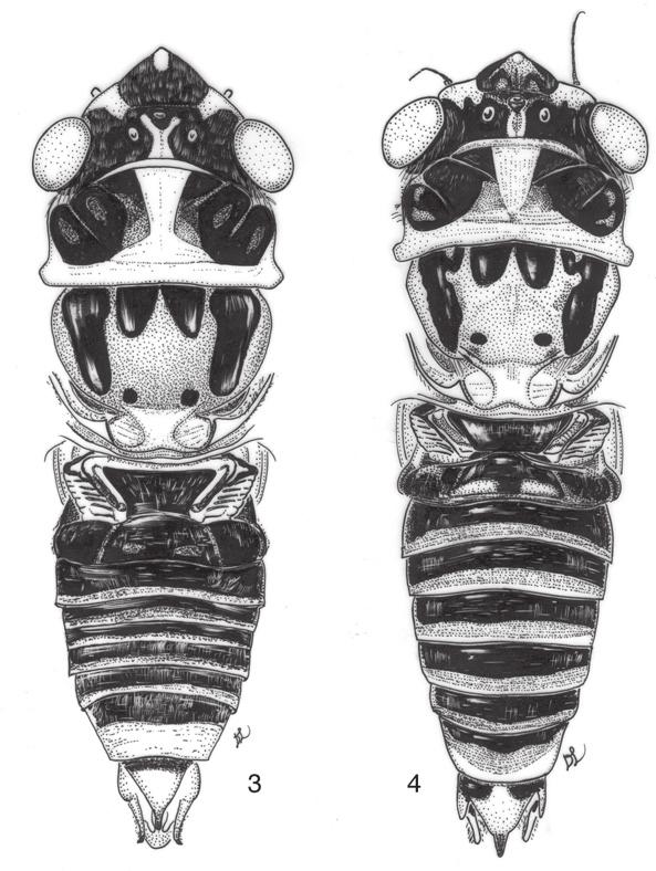 The genus Nelcyndana Stål (Hemiptera, Cicadidae, Taphurini) with description of three new... 19 Figures 3 4. Nelcyndana spec., male body in dorsal view. 3 N.
