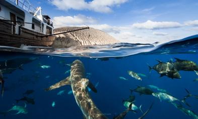 A protected marine reserve and UNESCO World Heritage Site located 250 miles due south of Cabo San Lucas, Mexico.
