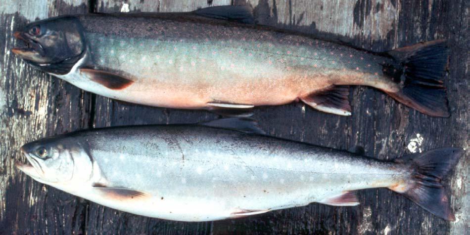 11 AT A GLANCE Differences between Arctic Char & of Northern Alaska Arctic char Northern Alaskan ARCTIC CHAR Lake resident Small kype in spawning males Larger spots Deeply forked tail Narrow caudal