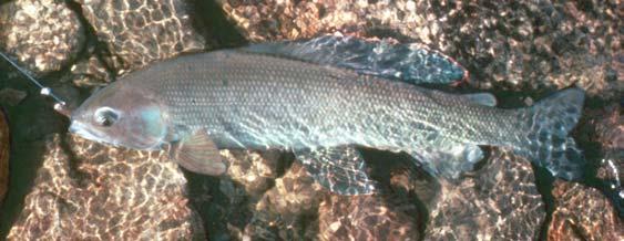 the salmonid fishes: Genus: