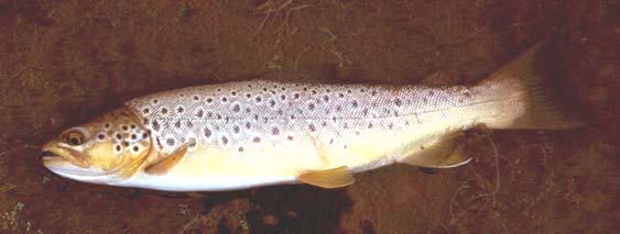 salmon, cutthroat trout Genus: