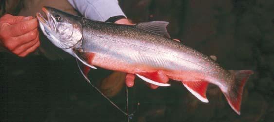 grayling Genus: Salmo brown trout,