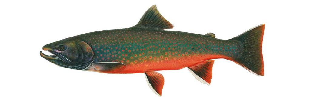 6 Who named Arctic char &? In 1758, Carlolus Linnaeus, a Swedish naturalist, was the first to describe Arctic char from an alpine lake in northern Swedish Lapland.