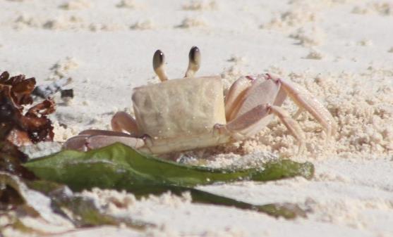 Testing ghost crab density as a useful indicator of human impacts on exposed sandy beaches.