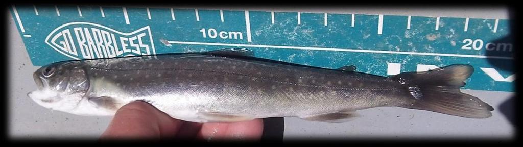 Regulation Changes - The second recommendation was to impose a catch and release regulation for arctic char and allow anglers to retain one pike over