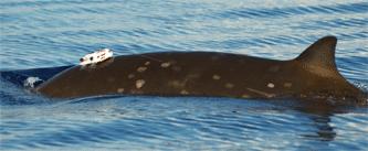 Prior to BRS 7 8 there were no direct studies of how potentially sensitive species such as beaked whales and sounds such as simulated military sonar.