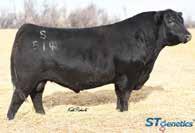 He is owned by Thompson Angus-ND, Nichols Farms-IA, and CRV. I believe it is necessary to make a couple comments about the Cows and Heifers we are offering in this sale.