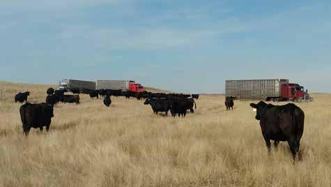 Commercial Angus Bred Heifers continued.