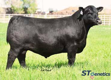 25 +43 +1.03 +.22 Powerpoint is our heaviest used calving ease sire for the last 3 seasons. His combination of calving ease and performance sets him apart as a prominent and potent sire.