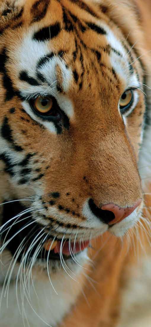 SAVING TIGERS NOW A Prognosis for