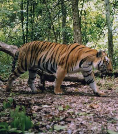 WCS has worked closely with the Government of Thailand to improve law enforcement and tiger and prey population monitoring in this landscape.