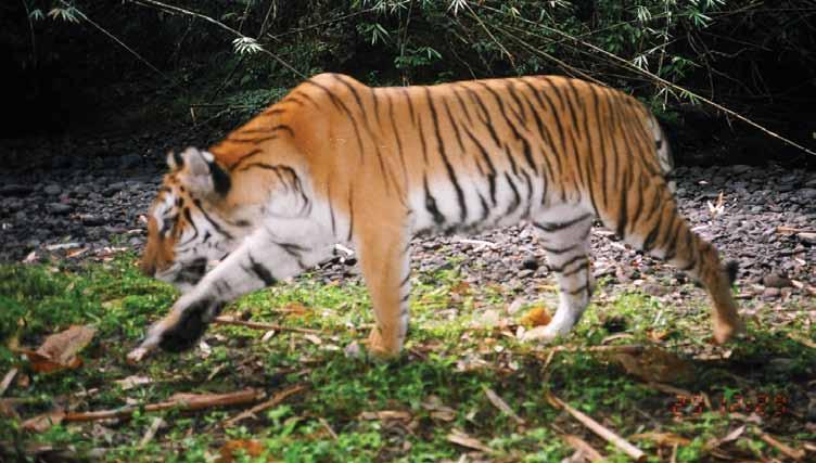 Although tigers do persist within the forests, their numbers are thought to be perilously low (perhaps fewer than 20) due primarily to poaching of tigers and their prey.