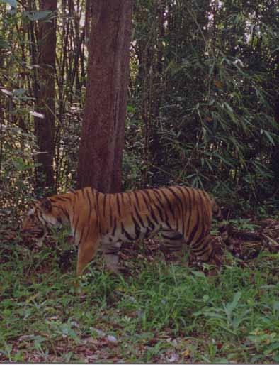 In addition, WCS created a pioneering program to train forestry staff to prevent poaching in the core area of the existing Hukaung Wildlife Sanctuary. Long-term prospects for tigers here are mixed.