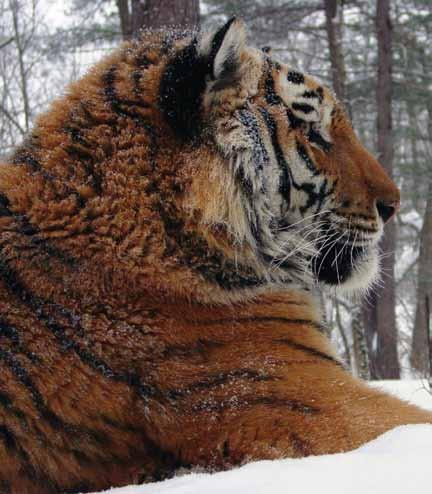 For more than 1.5 million years, tigers have roamed the earth. Now, they are threatened with extinction within our lifetime.