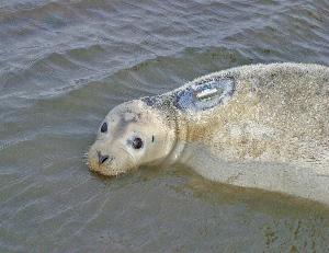 Largest ice seal that feeds mostly at the bottom of the ocean on crabs and