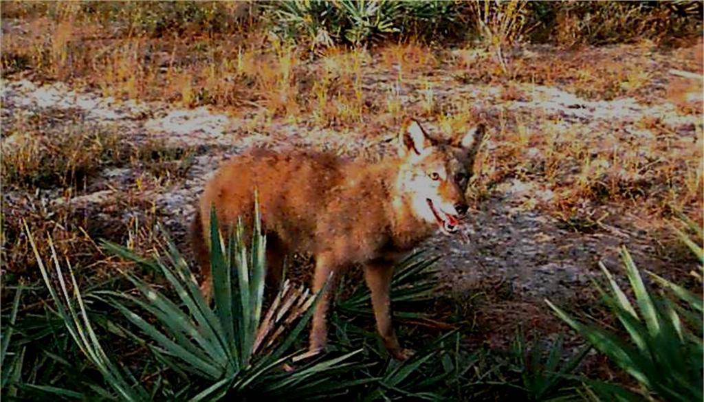 Coyotes in Florida: