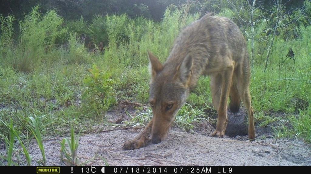 S. Attacks by coyotes on humans are exceedingly rare Coyotes will
