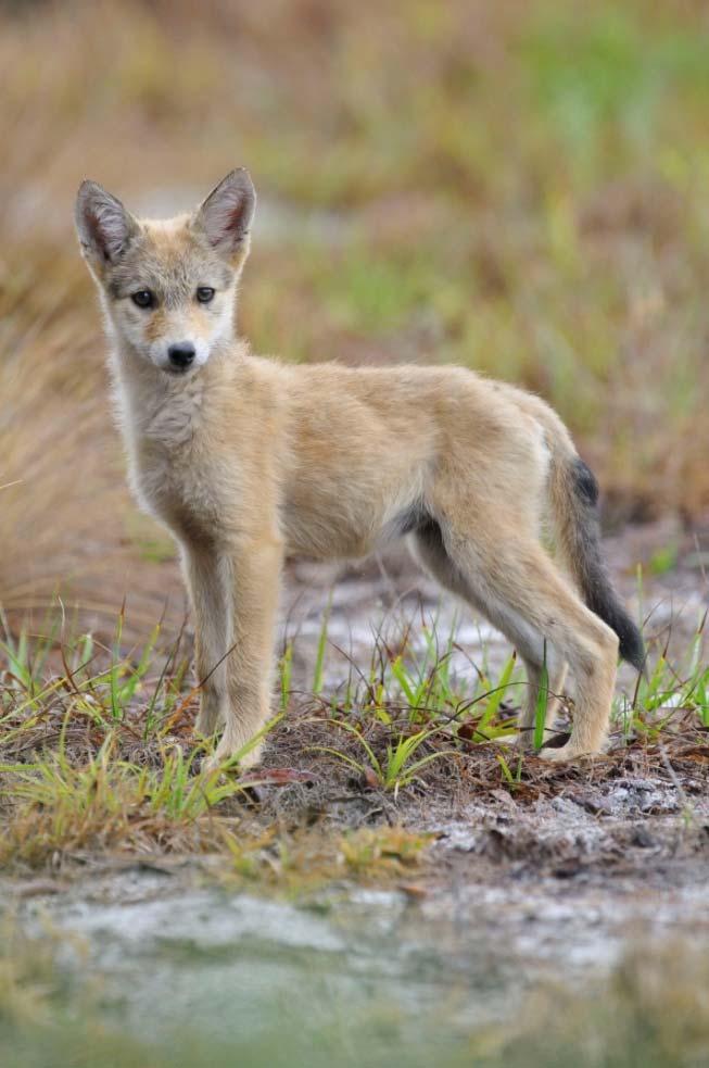 Coyotes in Florida: some advice Never feed coyotes or any wild animal Prevent access to garbage and pet food Keep cats indoors, have small dogs on a short leash or in a well fenced yard Follow hazing