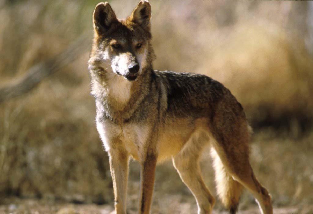 Coyote biology Omnivorous, highly adaptable Adults 25-40 lbs.