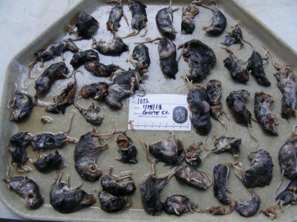 4/15/2012 A total of 47 small mammals were found in
