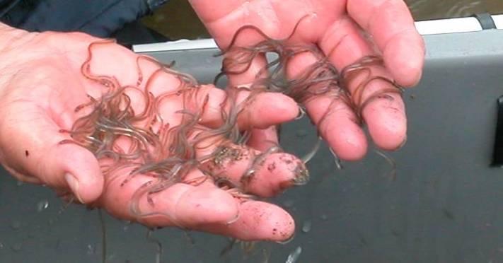 When leptocephalus larvae approach the coast they transform into glass eels and then enter