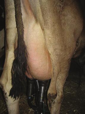 The milk milked in the evening is left to stand at a temperature of about 4 C and the morning
