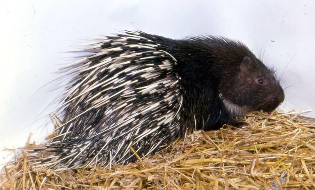 After Gosling & Baker 1989 Himalayan porcupine A pair escaped from a wildlife park near Oakhampton in Devon in 1969.