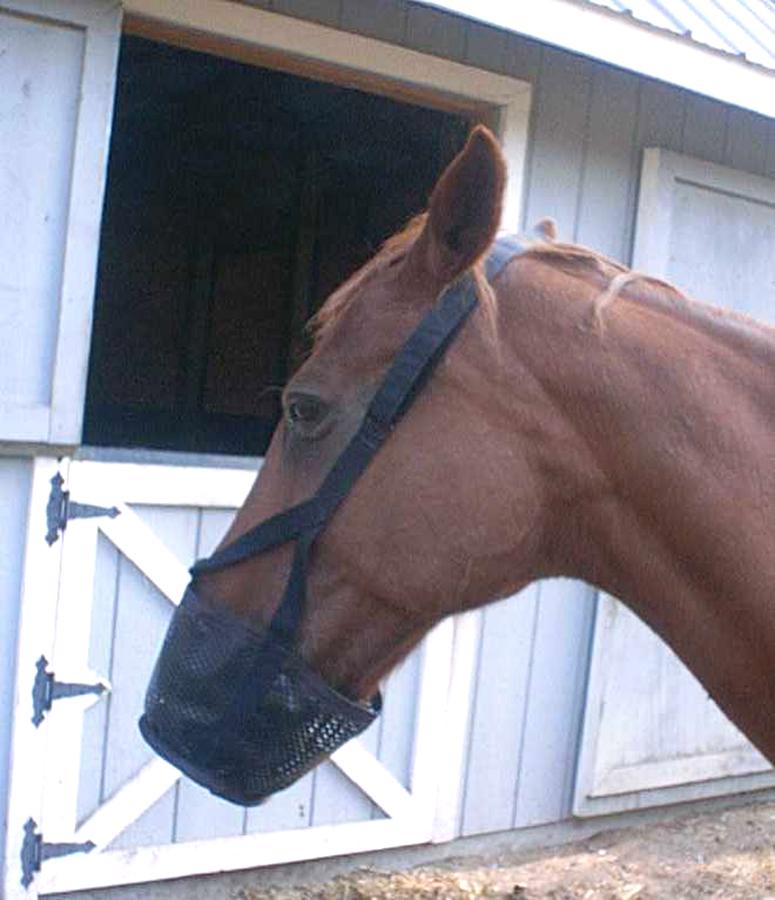 4 Best Friend Soft Stall Muzzle: This muzzle is designed for temporary or light-duty tasks, such as preventing access to shavings, removal/eating of bandages, and biting.