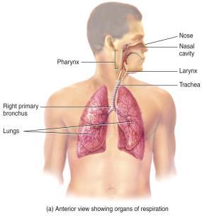 larynx, trachea, bronchi, bronchioles and terminal bronchioles.