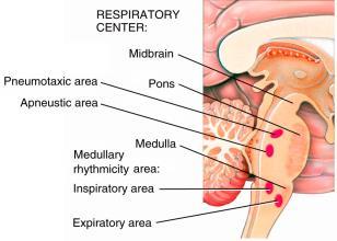 Control of Respiration The medulla rhythmicity area, located in the brainstem, has centers that control basic respiratory patterns for both inspiration and expiration.