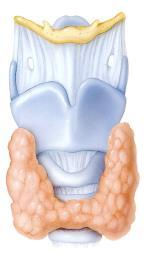 The laryngopharynx lies inferiorly and opens into the larynx (voice box) and the esophagus.