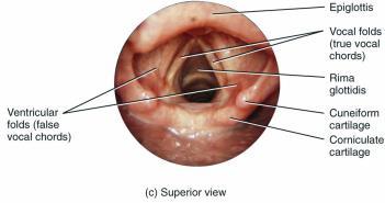 For breathing, it is held anteriorly, then pulled backward to close off the glottic opening during swallowing.