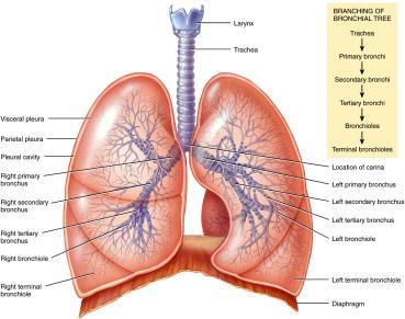 The bronchi and bronchioles go through structural changes as they branch and become smaller. The mucous membrane changes and then disappears.