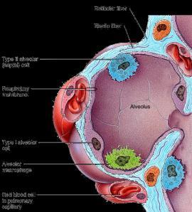 Alveoli make up a large surface area (750 ft 2 ). Type II cells secrete a substance called surfactant that prevents collapse of the alveoli during exhalation.