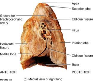 The apex of the lung is superior, and extends slightly above the clavicles. The base of the lungs rests on the diaphragm.