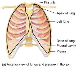The lungs are separated from each other by the heart and other structures in the mediastinum. Each lung is enclosed by a double-layered pleural membrane.