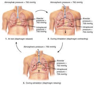 Ventilation, or breathing, is made possible by changes in the intrathoracic volume. Ventilation and Respiration In contrast to ventilation, respiration is the exchange of gases.